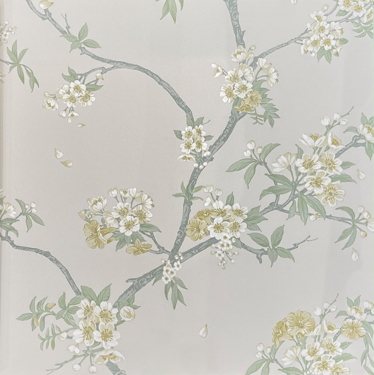 Sakura Wallpaper – Putty