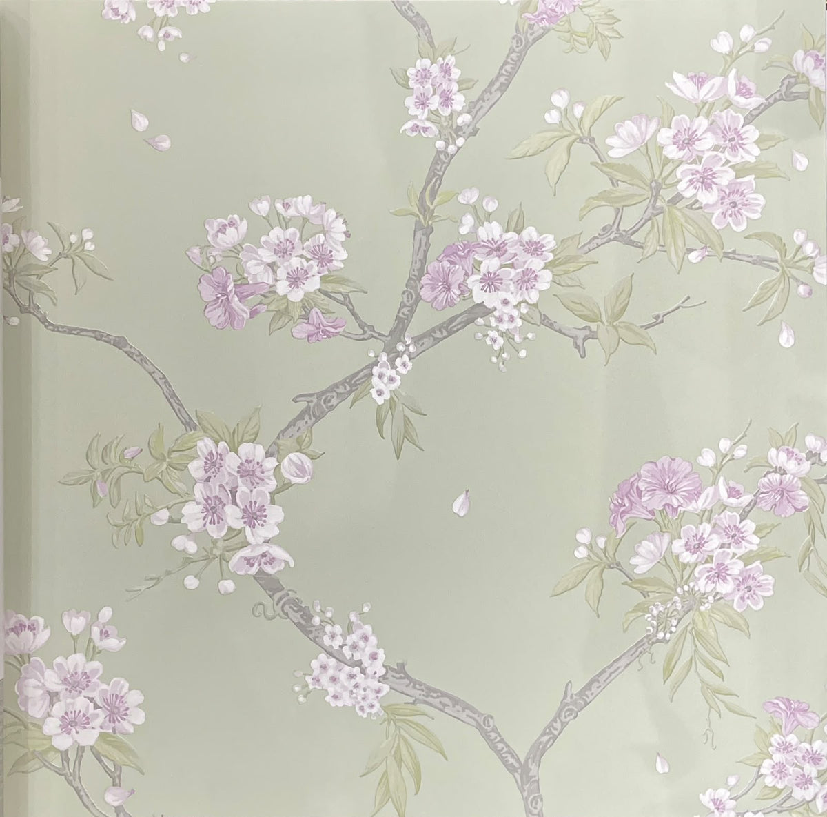 Sakura Wallpaper – Sage